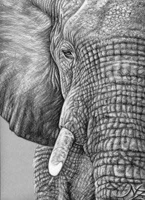 Afrikanischer Elefant - Nicole Zeug - auf - Array - Array Afrikanischer Elefant - Nicole Zeug - auf - Array - Array