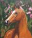 Wundervolles Pferdeportrait - Claudia LÃ¼thi - Ãl auf Leinwand - Pferde - GegenstÃ¤ndlich-Realismus