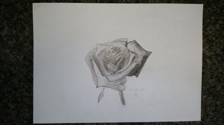 Rose - Patrick Droste - Array auf Array - Array - Rose - Patrick Droste - Array auf Array - Array -