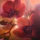 Orchideen, rotviolett - Annette Schmucker - Ãl auf Leinwand - Blumen - GegenstÃ¤ndlich