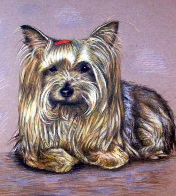 Yorkshire Terrier - Nicole Zeug - auf - Array - Yorkshire Terrier - Nicole Zeug - auf - Array -