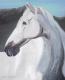 Pferdeportrait - Claudia LÃ¼thi - Ãl auf Leinwand - Pferde - GegenstÃ¤ndlich-Realismus