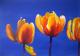 Feuertulpen - Renate Dohr - Acryl auf Hartfaser - Blumen - GegenstÃ¤ndlich-Naturalismus