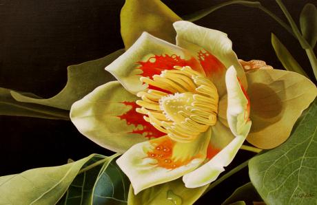 Liriodendron Tulipifera - Dietrich Moravec - Array auf Array - Array - Array Liriodendron Tulipifera - Dietrich Moravec - Array auf Array - Array - Array