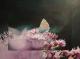 Flower-Power - dunjate Kunst in Acryl - Acryl auf Leinwand - Blumen-Tiere - Fotorealismus