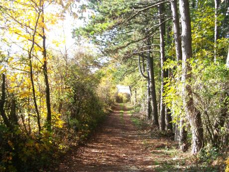 ---Perl (Saarland) Wald - Sandra Schmit -  auf  -  - 