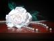 Rose trift Perle Rose trift Perle