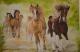 Wilde Pferde - Mario Rischke - Acryl auf Leinwand - Tiere-Pferde - Klassisch