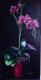 Orchidee--- Orchidee---