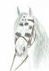 Andalusierhengst mit traditionellem Zaum - Claudia LÃ¼thi - Farbstift auf  - Pferde - GegenstÃ¤ndlich-Impressionismus-Klassisch-Realismus