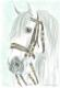 Lusitanohengst mit schÃ¶nem Zaum - Claudia LÃ¼thi - Farbstift auf  - Pferde - GegenstÃ¤ndlich-Impressionismus-Klassisch-Realismus