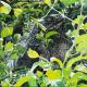 Iguana View - dunjate Kunst in Acryl - Acryl auf Holz - Wildtiere - Fotorealismus