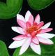 ---Seerose ---Seerose